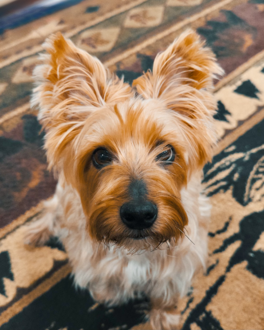 Good dog