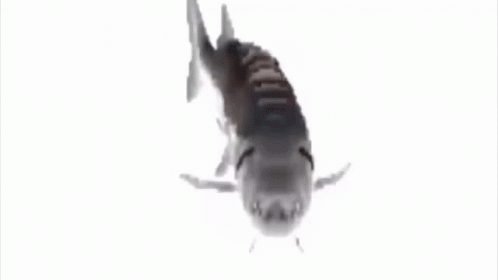 Fish.
